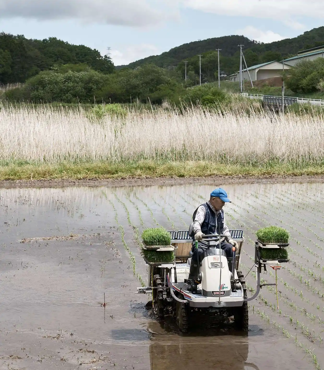 A photograph of a farmer riding a piece of equipment in a rice patty