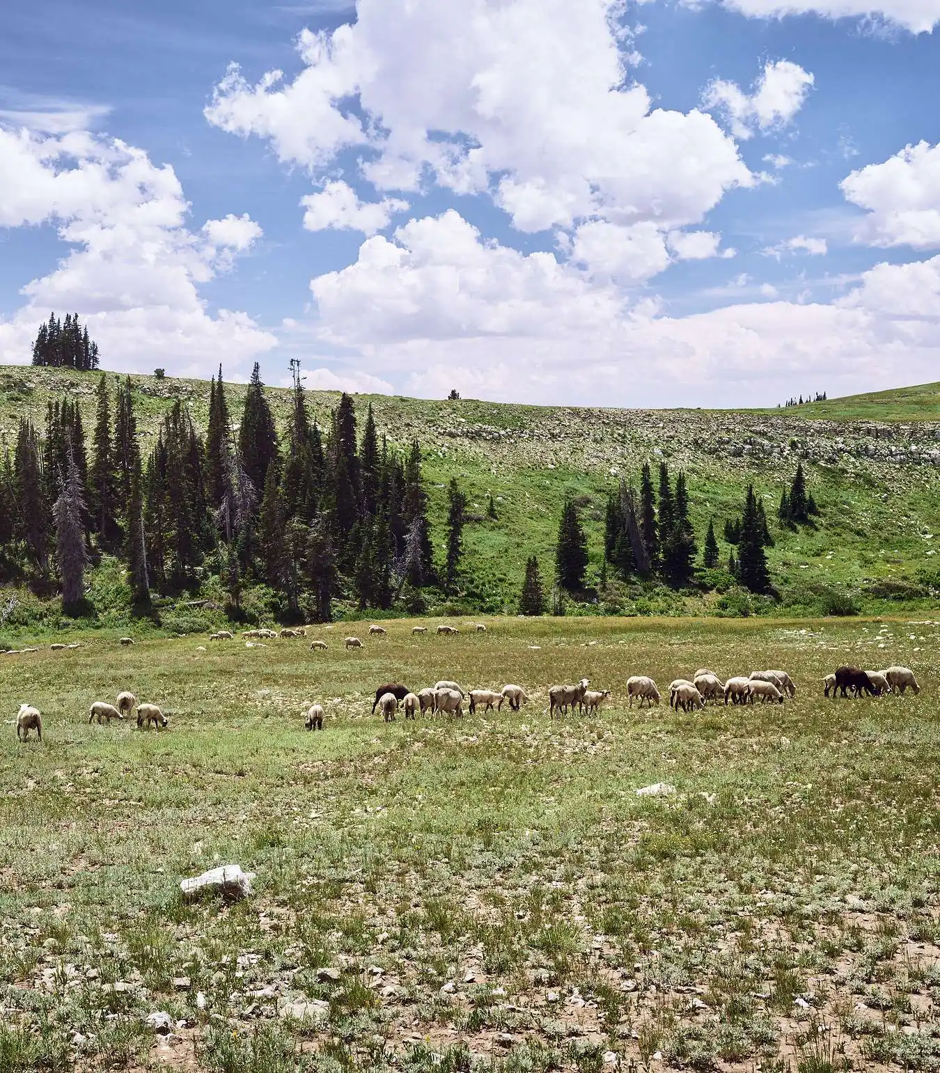 A photograph of sheep grazing in a field
