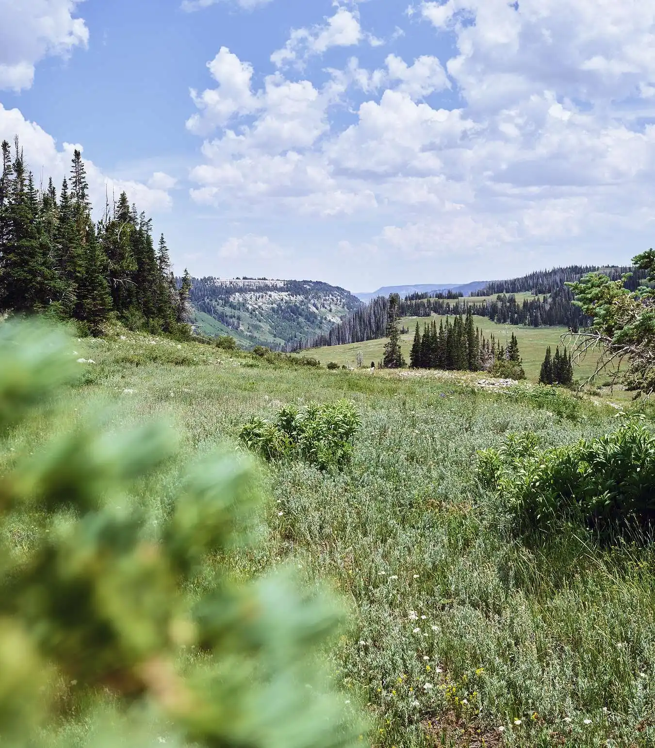 A photograph of a field along rolling hills with trees in the distance
