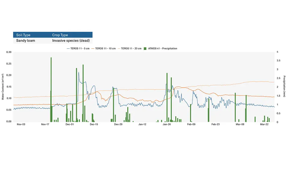 A graph showing water content and precipitation during freezing in sandy loam soil with invasive species growing on top during winter