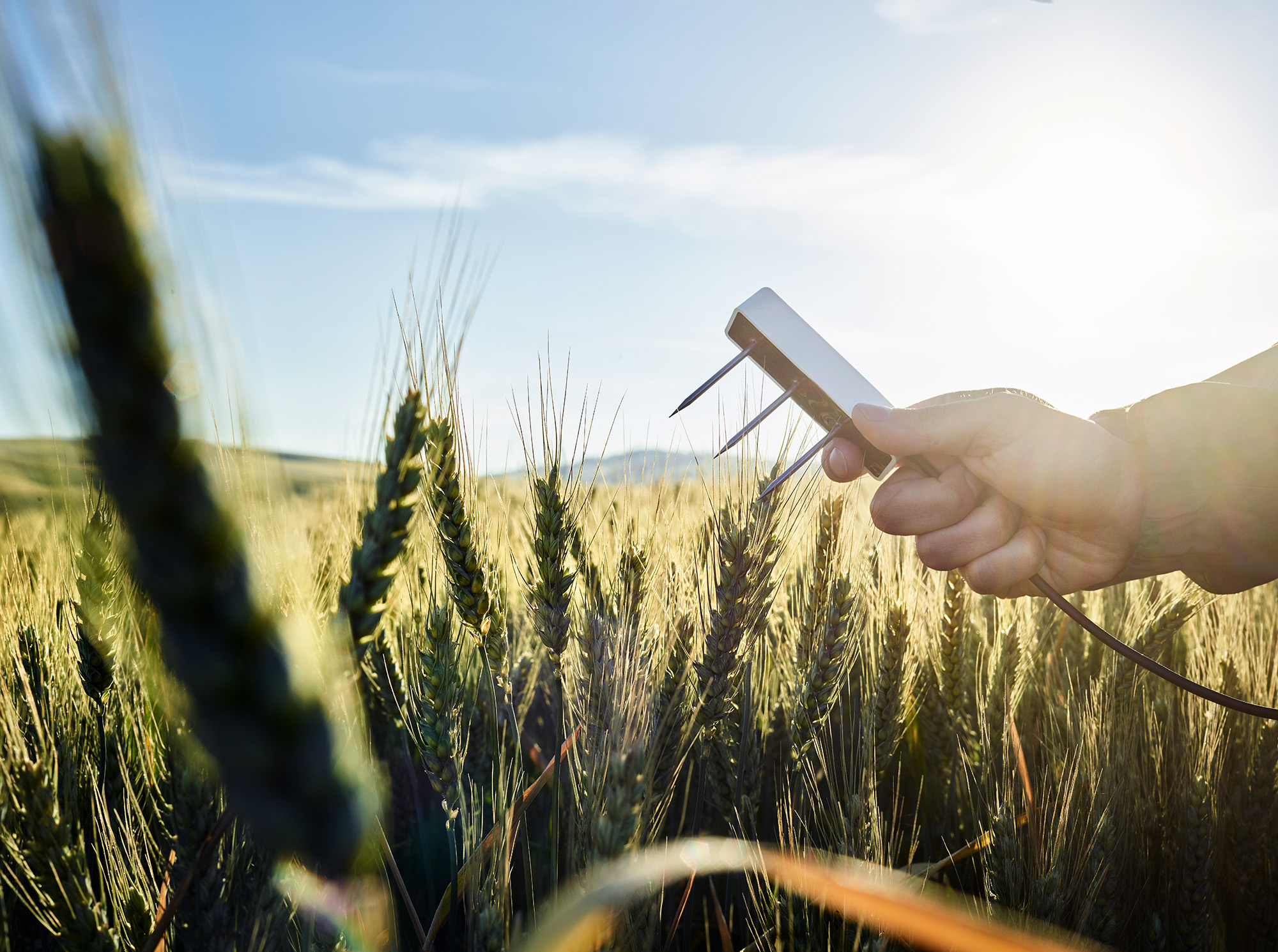 A researcher holding a TEROS 12 soil moisture sensor over a wheat field