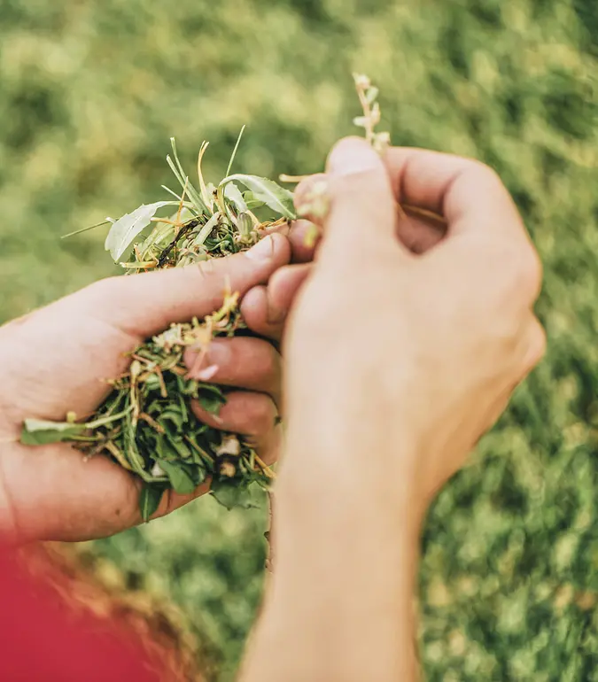 A photograph of a person examining a handful of plant material