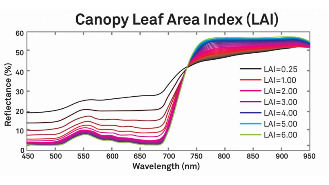 Canopy Leaf Area Index