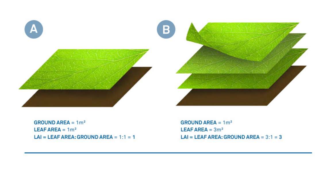 Conceptual Diagram of a Plant Canopy