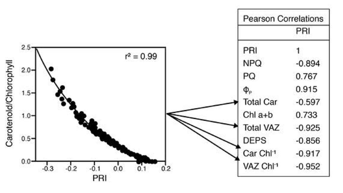 Correlations Amongst Photosynthetic Physiology Foliar Pigments and PRI