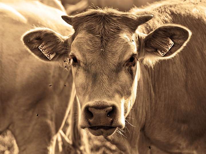 A sepia toned photograph of a cow looking at the camera with ear tags on each ear and flies flying around it