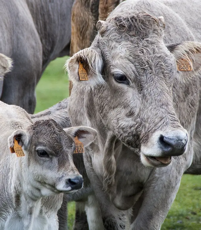 A photograph of two cattle, with ear tags