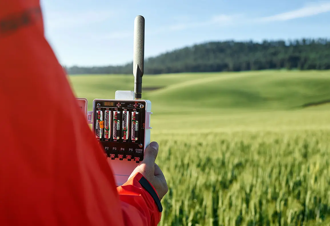 A researcher checking on a data logger in a wheat field