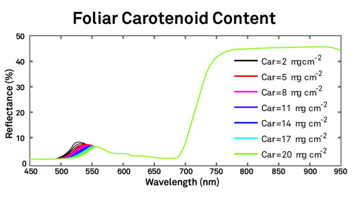 Foliar Carotenoid Content