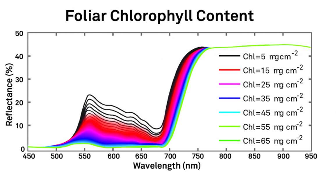 Foliar Chlorophyll Content