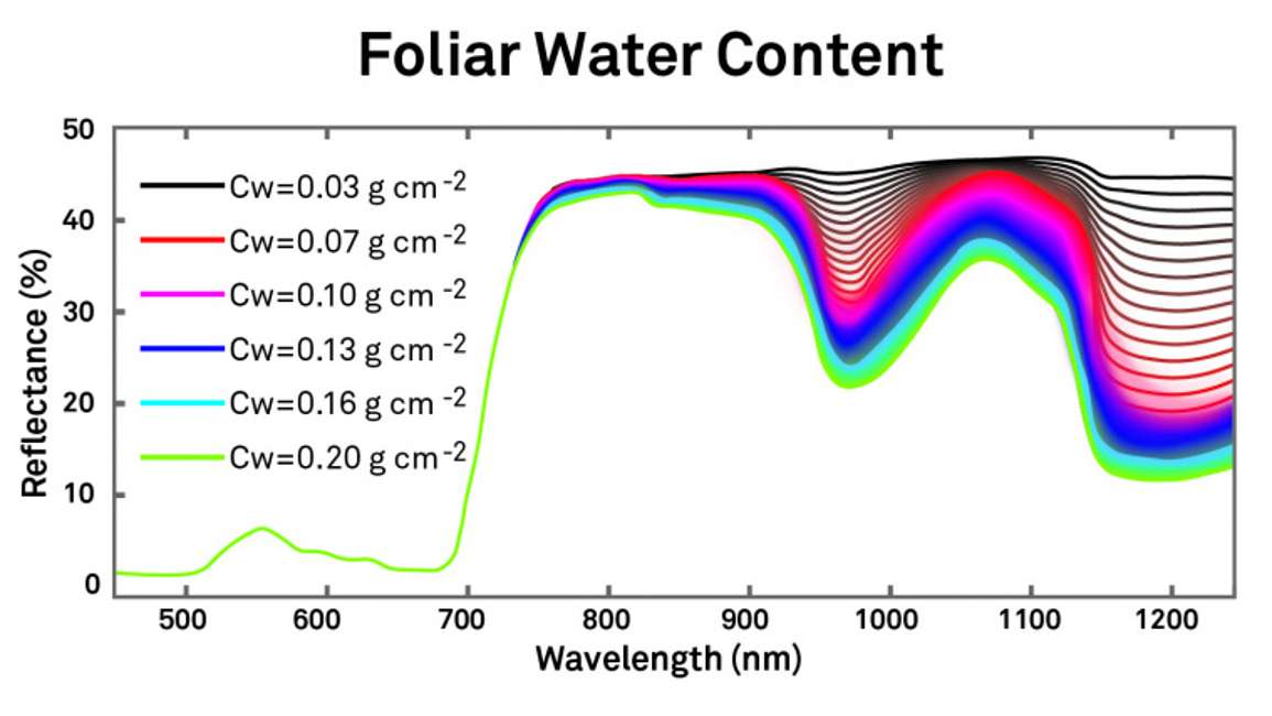 Foliar Water Content