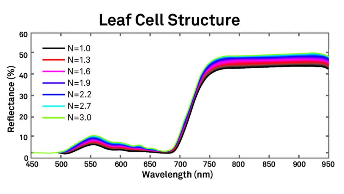 Leaf Cell Structure