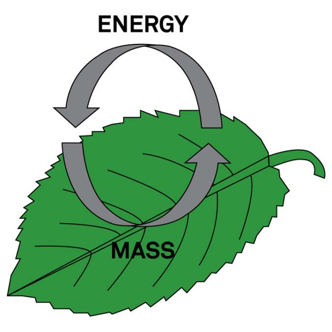 Leaf Graphic Example of Exchange Processes