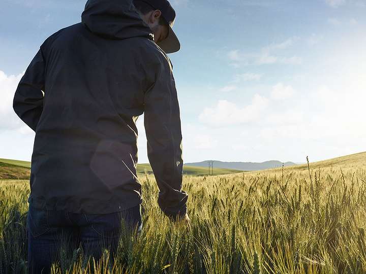 A researcher walking through a wheat field touching the wheat plants