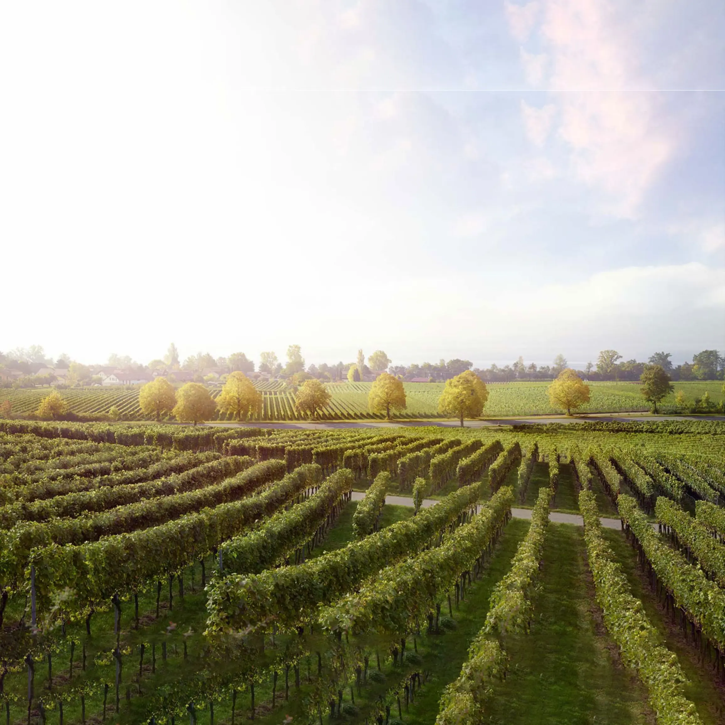 A photograph of an orchard