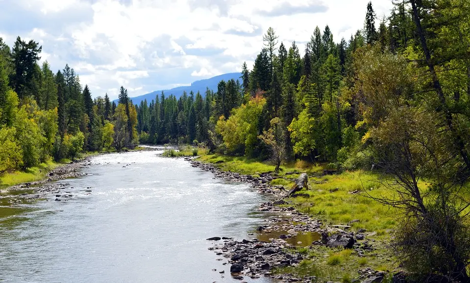 A photograph of a river passing through a forest