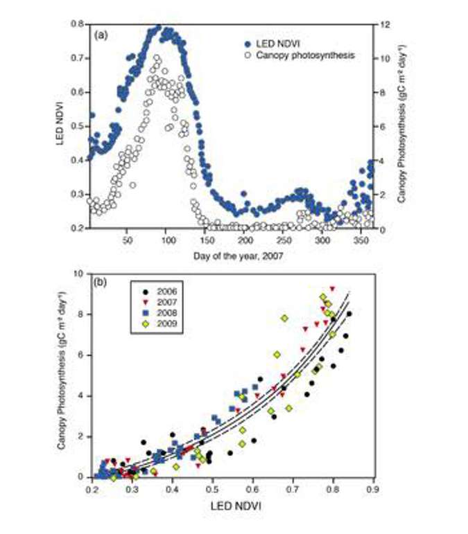 NDVI Data for Estimating Canopy Photosynthesis