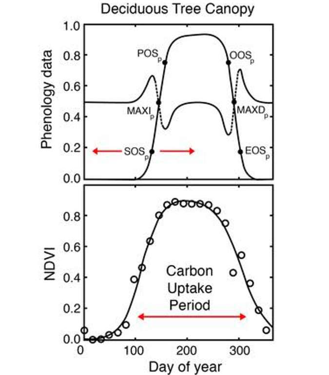 NDVI for Estimating Phenology