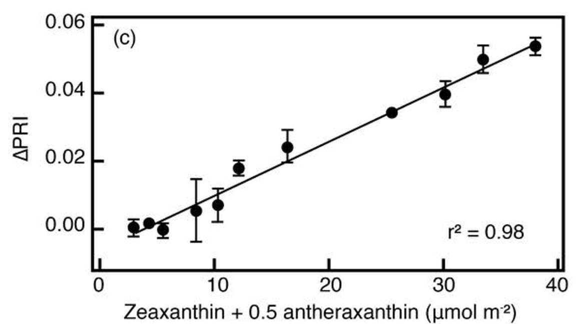 PRI Changes in Oxidation State of Xenothphylls