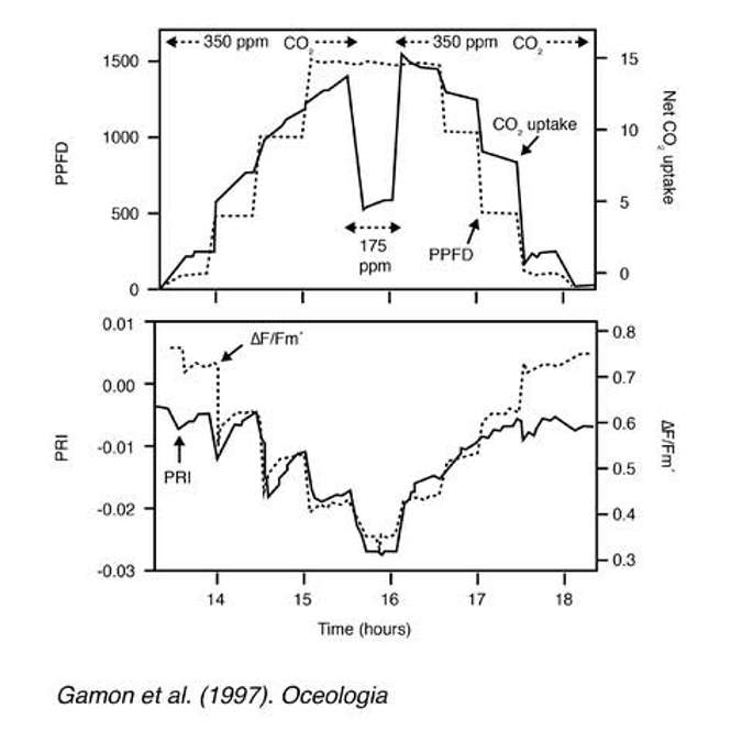 PRI to Changes in Light Use Efficiency