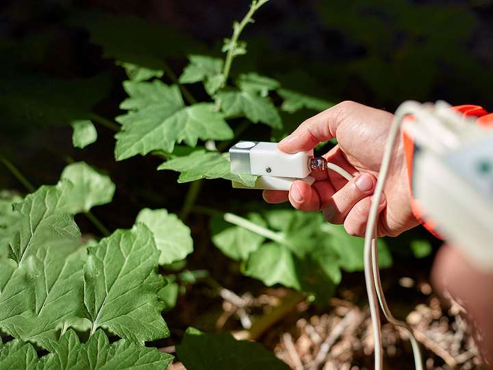 A researcher clamping a SC-1 leaf porometer on a grapevine