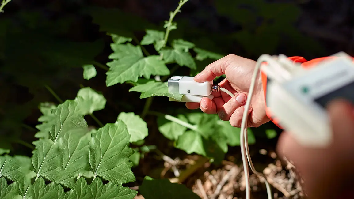Photograph of researchers using SC-1 leaf porometer on grape leaves