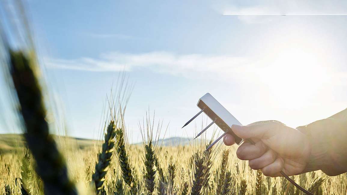 A researcher holding a TEROS 12 over a wheat field