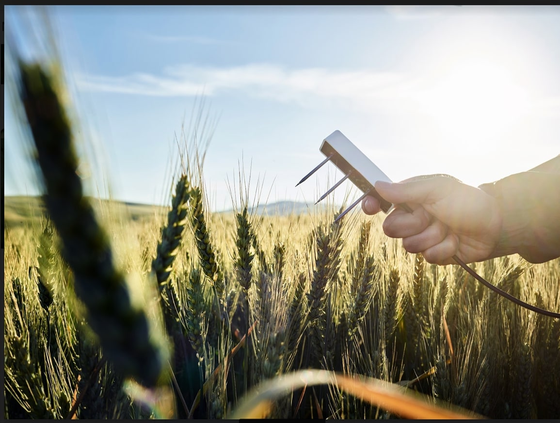 Teros 12 Header Image TEROS 12 soil moisture sensor being held over a wheat field