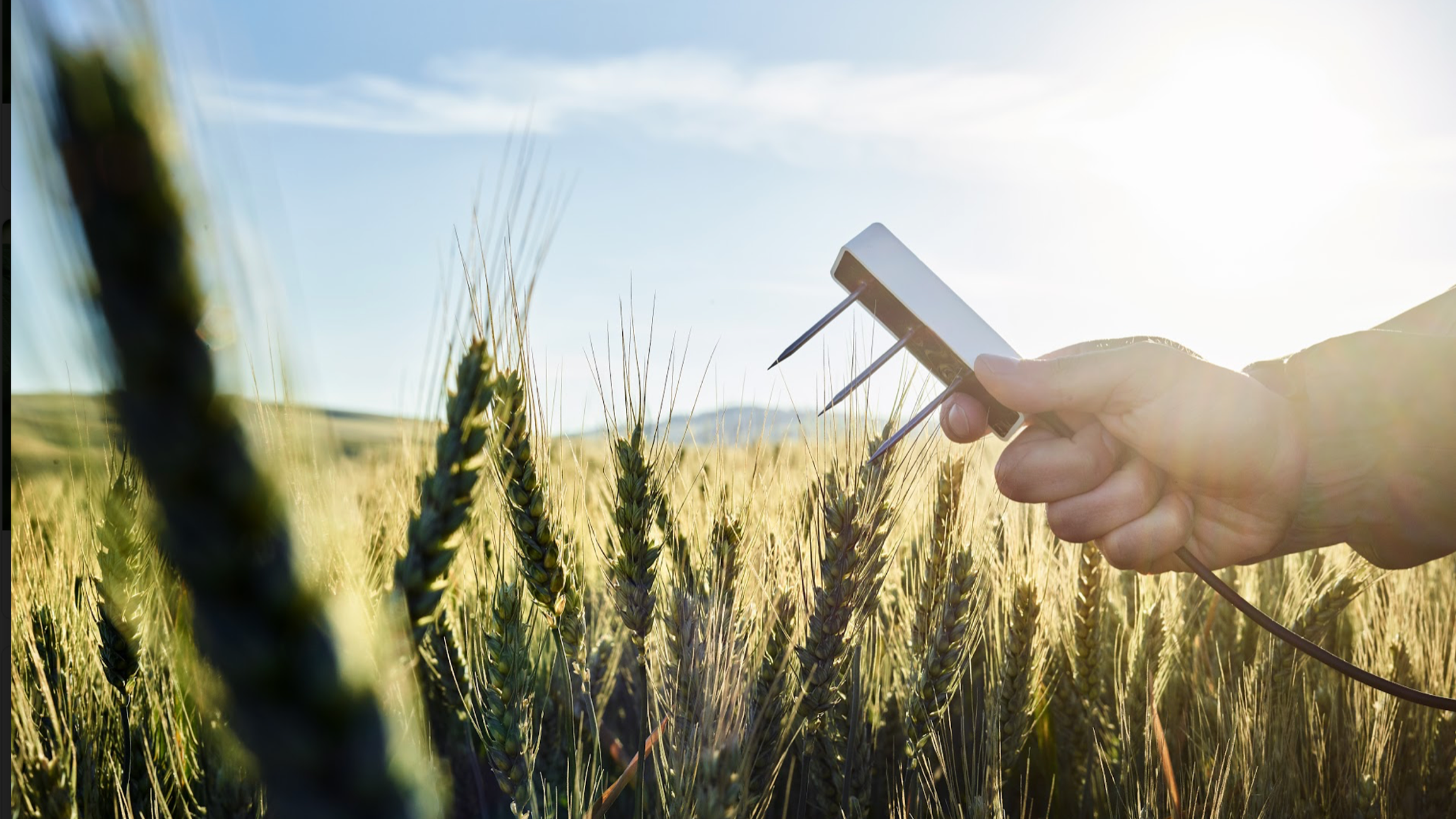 A photograph of a researcher holding a TEROS 12 soil moisture sensor over a field of wheat