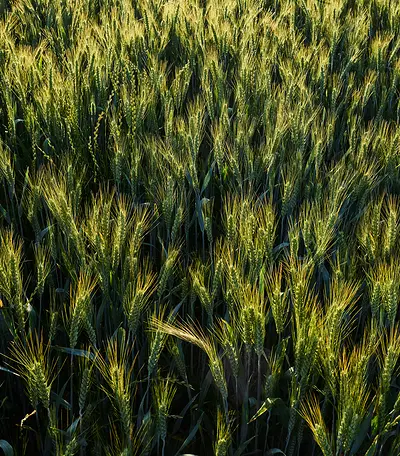 Wheat field with the sun shining across its surface