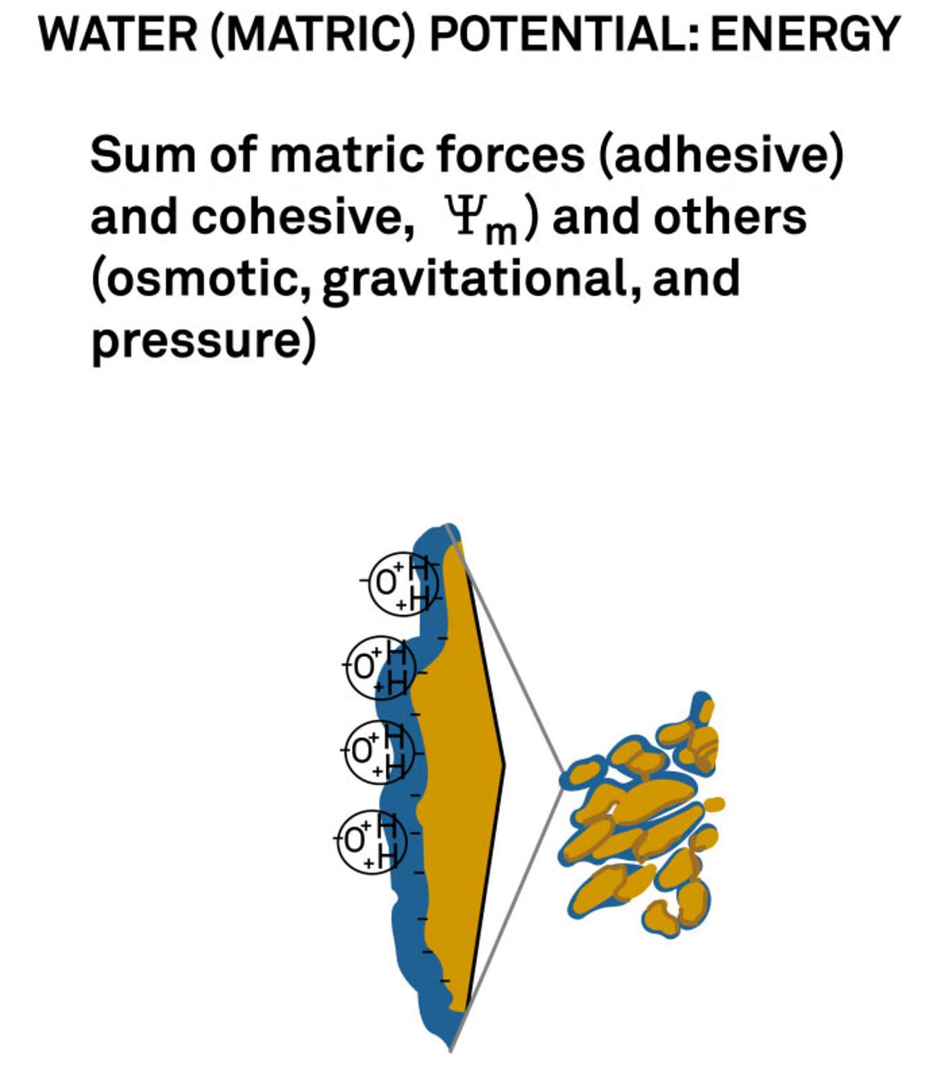 An illustration of the adhesive quality of water molecules