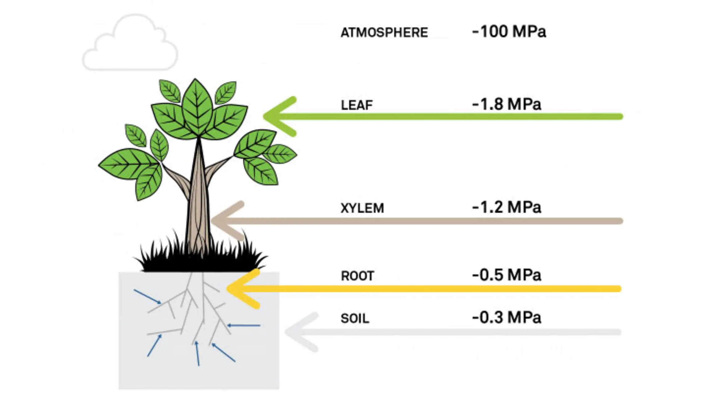 Water Potential Defines Water Movement