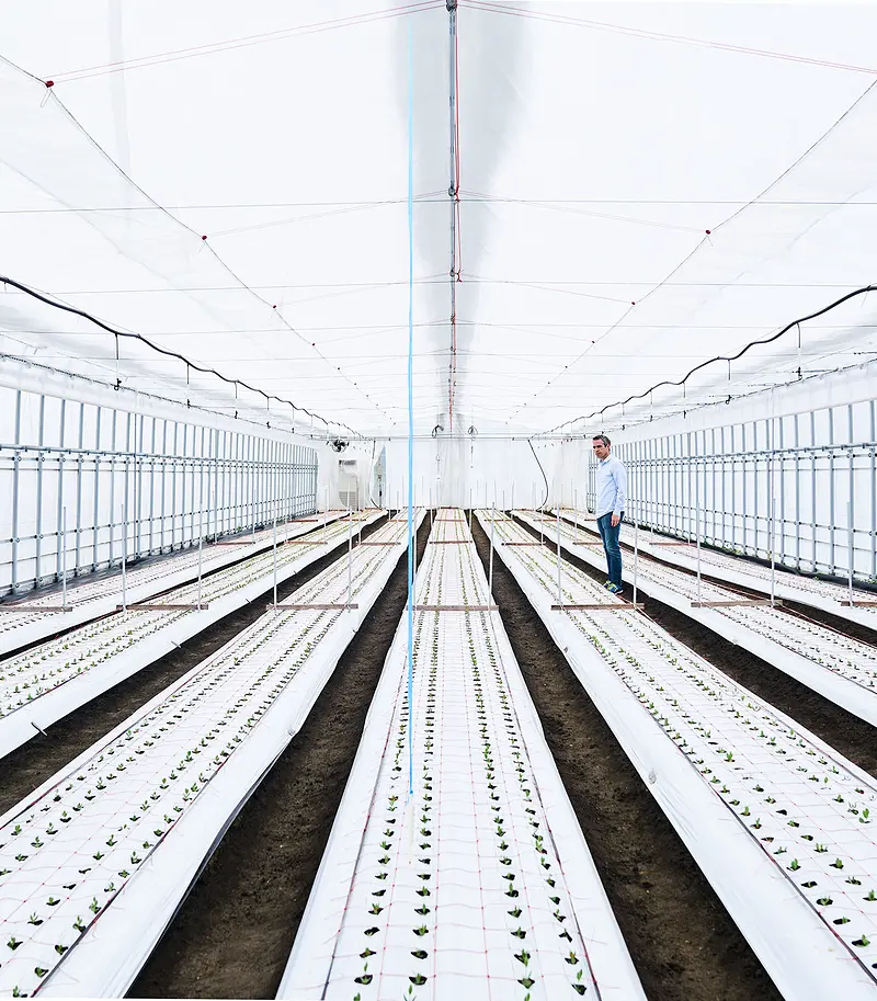 Plant Breeding