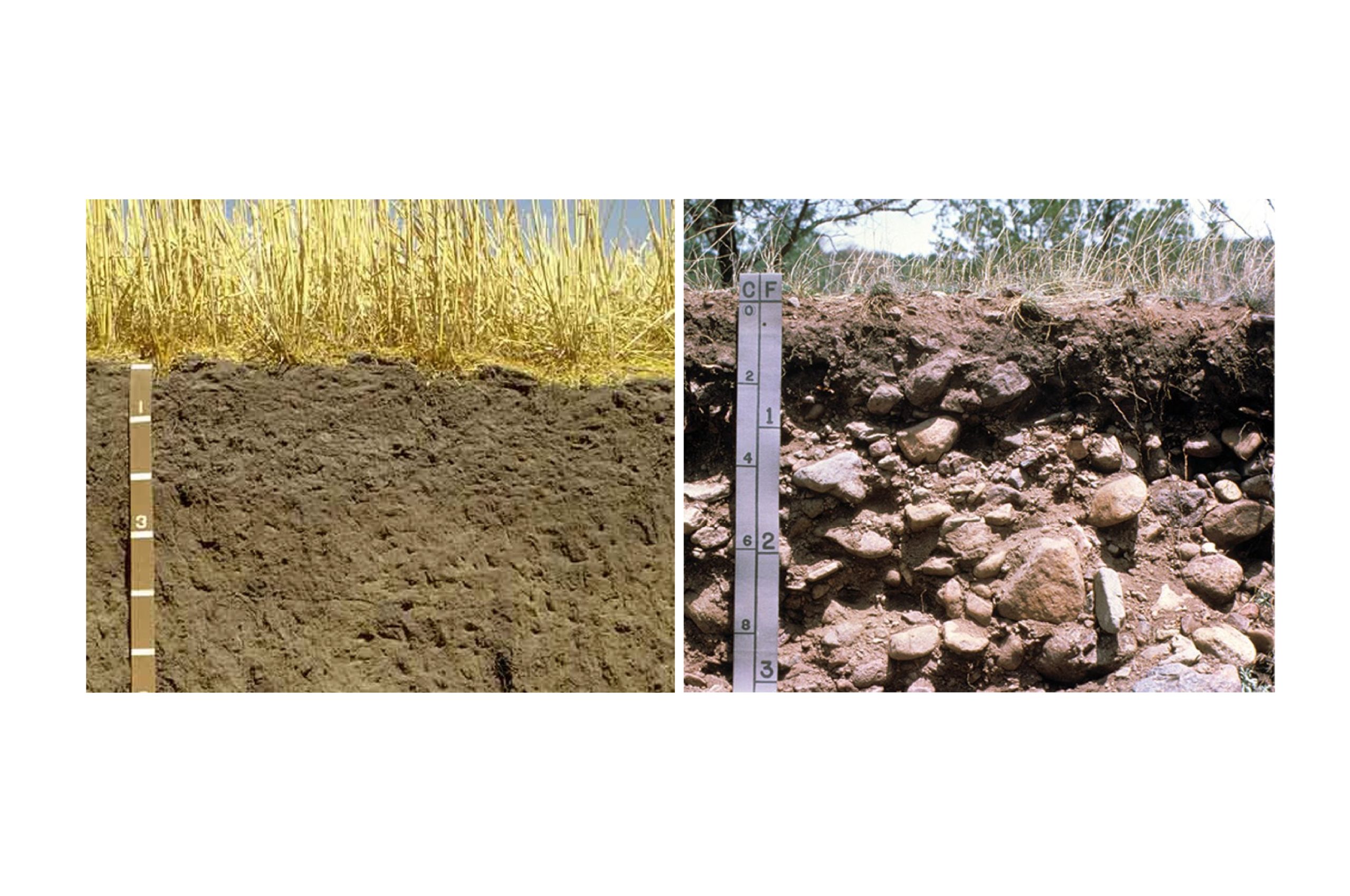 A soil profile with little to no rock content (left) compared to a very stony soil profile (right)