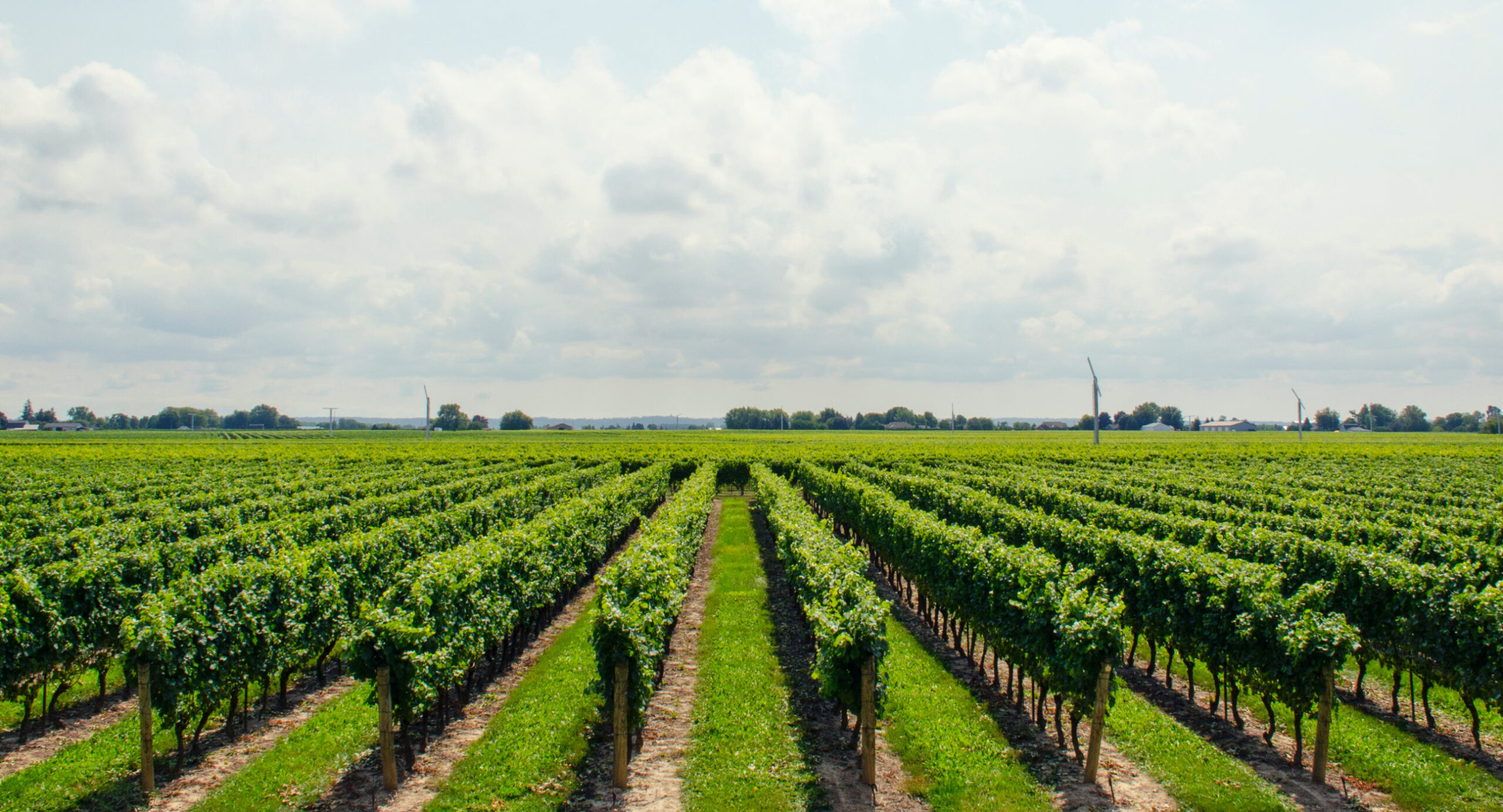 Taking control of your vineyard