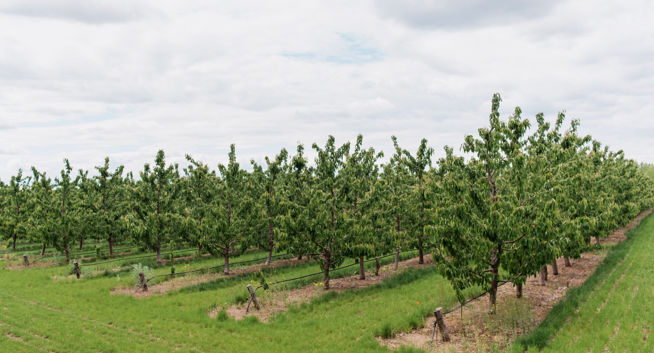 Leaf wetness sensor data improve cherry production