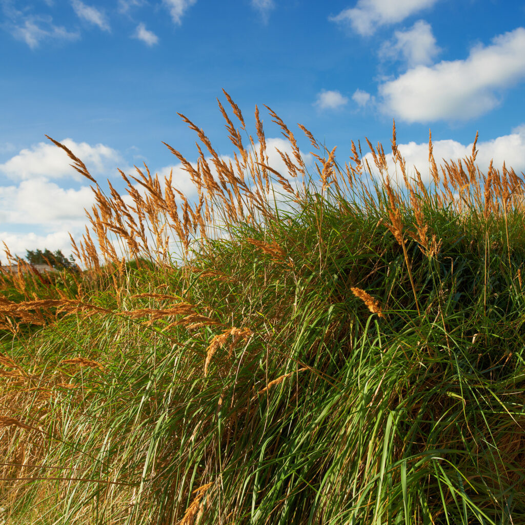 oklahoma switchgrass feature