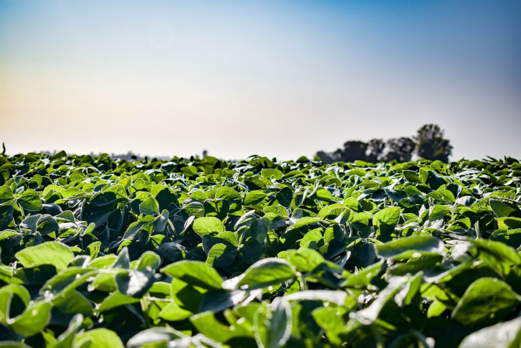 Soybean field