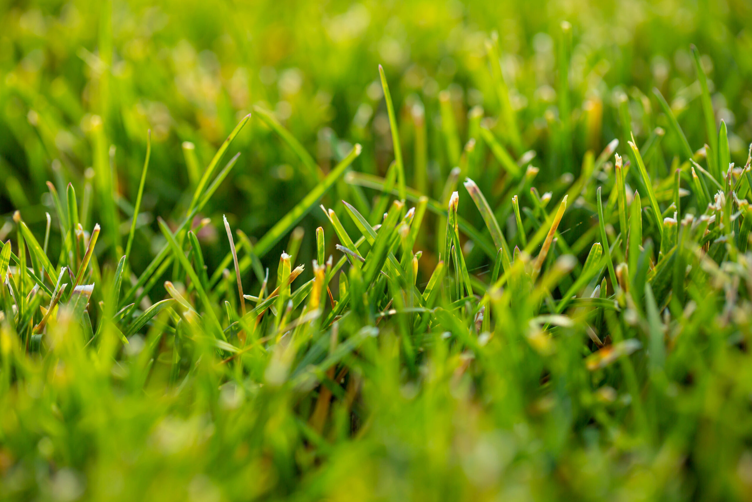 Gestione dell'irrigazione dei tappeti erbosi sportivi - METER Group, image size:2560x1707