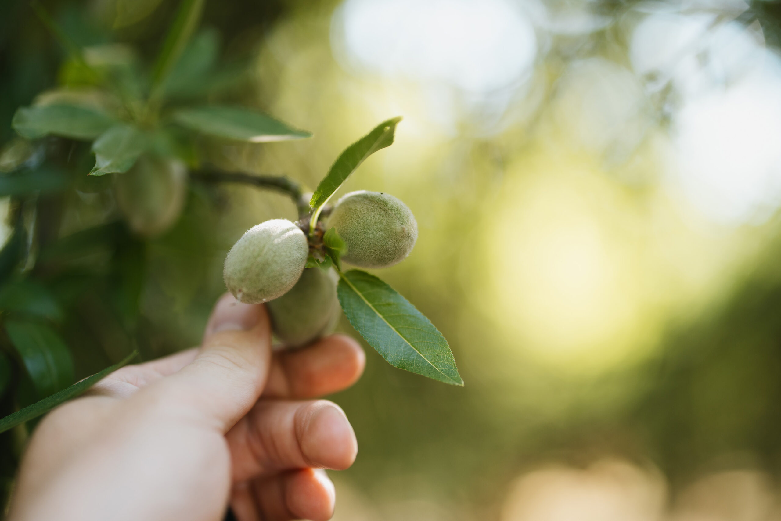 木の実と果物 -METER Group